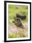 USA, Oklahoma, Wichita Mountains National Wildlife Refuge. Prairie dog eating.-Jaynes Gallery-Framed Photographic Print