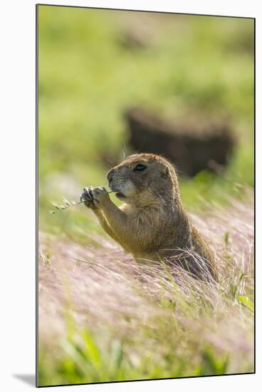 USA, Oklahoma, Wichita Mountains National Wildlife Refuge. Prairie dog eating.-Jaynes Gallery-Mounted Photographic Print