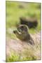 USA, Oklahoma, Wichita Mountains National Wildlife Refuge. Prairie dog eating.-Jaynes Gallery-Mounted Photographic Print