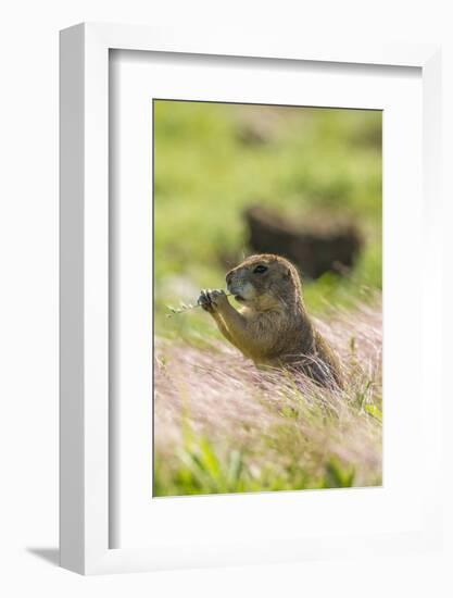 USA, Oklahoma, Wichita Mountains National Wildlife Refuge. Prairie dog eating.-Jaynes Gallery-Framed Photographic Print