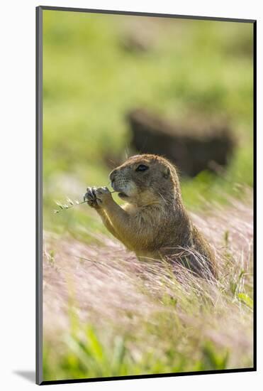 USA, Oklahoma, Wichita Mountains National Wildlife Refuge. Prairie dog eating.-Jaynes Gallery-Mounted Photographic Print