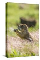 USA, Oklahoma, Wichita Mountains National Wildlife Refuge. Prairie dog eating.-Jaynes Gallery-Stretched Canvas