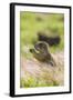 USA, Oklahoma, Wichita Mountains National Wildlife Refuge. Prairie dog eating.-Jaynes Gallery-Framed Photographic Print