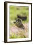 USA, Oklahoma, Wichita Mountains National Wildlife Refuge. Prairie dog eating.-Jaynes Gallery-Framed Photographic Print