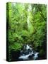 USA, Oregon, a Stream in an Old-Growth Forest-Jaynes Gallery-Stretched Canvas