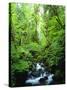 USA, Oregon, a Stream in an Old-Growth Forest-Jaynes Gallery-Stretched Canvas