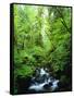 USA, Oregon, a Stream in an Old-Growth Forest-Jaynes Gallery-Framed Stretched Canvas