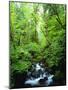 USA, Oregon, a Stream in an Old-Growth Forest-Jaynes Gallery-Mounted Photographic Print