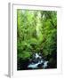 USA, Oregon, a Stream in an Old-Growth Forest-Jaynes Gallery-Framed Photographic Print