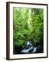 USA, Oregon, a Stream in an Old-Growth Forest-Jaynes Gallery-Framed Photographic Print