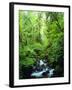 USA, Oregon, a Stream in an Old-Growth Forest-Jaynes Gallery-Framed Photographic Print