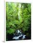 USA, Oregon, a Stream in an Old-Growth Forest-Jaynes Gallery-Framed Photographic Print