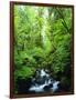 USA, Oregon, a Stream in an Old-Growth Forest-Jaynes Gallery-Framed Photographic Print