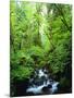 USA, Oregon, a Stream in an Old-Growth Forest-Jaynes Gallery-Mounted Photographic Print