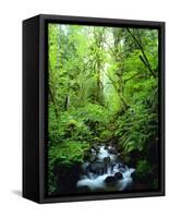 USA, Oregon, a Stream in an Old-Growth Forest-Jaynes Gallery-Framed Stretched Canvas