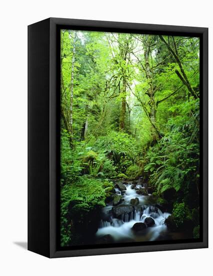 USA, Oregon, a Stream in an Old-Growth Forest-Jaynes Gallery-Framed Stretched Canvas
