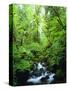 USA, Oregon, a Stream in an Old-Growth Forest-Jaynes Gallery-Stretched Canvas