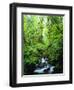 USA, Oregon, a Stream in an Old-Growth Forest-Jaynes Gallery-Framed Premium Photographic Print