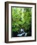 USA, Oregon, a Stream in an Old-Growth Forest-Jaynes Gallery-Framed Photographic Print