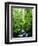 USA, Oregon, a Stream in an Old-Growth Forest-Jaynes Gallery-Framed Photographic Print