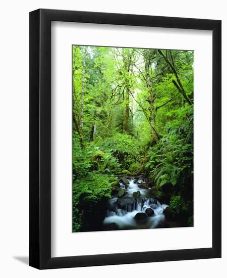 USA, Oregon, a Stream in an Old-Growth Forest-Jaynes Gallery-Framed Photographic Print