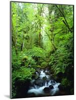 USA, Oregon, a Stream in an Old-Growth Forest-Jaynes Gallery-Mounted Photographic Print