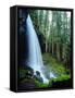 USA, Oregon, a Waterfall in an Old-Growth Forest-Jaynes Gallery-Framed Stretched Canvas