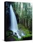 USA, Oregon, a Waterfall in an Old-Growth Forest-Jaynes Gallery-Stretched Canvas