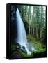 USA, Oregon, a Waterfall in an Old-Growth Forest-Jaynes Gallery-Framed Stretched Canvas