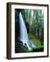 USA, Oregon, a Waterfall in an Old-Growth Forest-Jaynes Gallery-Framed Photographic Print