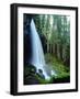 USA, Oregon, a Waterfall in an Old-Growth Forest-Jaynes Gallery-Framed Photographic Print