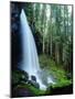 USA, Oregon, a Waterfall in an Old-Growth Forest-Jaynes Gallery-Mounted Photographic Print