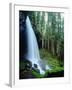 USA, Oregon, a Waterfall in an Old-Growth Forest-Jaynes Gallery-Framed Photographic Print