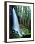 USA, Oregon, a Waterfall in an Old-Growth Forest-Jaynes Gallery-Framed Photographic Print