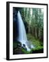 USA, Oregon, a Waterfall in an Old-Growth Forest-Jaynes Gallery-Framed Photographic Print