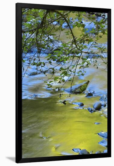 USA, Oregon. Alder Tree over South Fork Wilson River-Steve Terrill-Framed Photographic Print