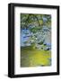 USA, Oregon. Alder Tree over South Fork Wilson River-Steve Terrill-Framed Photographic Print