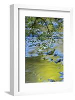 USA, Oregon. Alder Tree over South Fork Wilson River-Steve Terrill-Framed Photographic Print