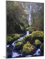 USA, Oregon. Autumn view of McCord Creek flowing below Elowah Falls in the Columbia River Gorge.-Gary Luhm-Mounted Photographic Print