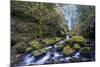 USA, Oregon. Autumn view of McCord Creek flowing below Elowah Falls in the Columbia River Gorge.-Gary Luhm-Mounted Photographic Print
