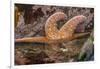 USA, Oregon, Bandon Beach. Close-up of sea star partially exposed by low tide.-Jaynes Gallery-Framed Photographic Print