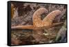 USA, Oregon, Bandon Beach. Close-up of sea star partially exposed by low tide.-Jaynes Gallery-Framed Stretched Canvas