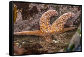USA, Oregon, Bandon Beach. Close-up of sea star partially exposed by low tide.-Jaynes Gallery-Framed Stretched Canvas