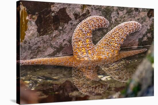 USA, Oregon, Bandon Beach. Close-up of sea star partially exposed by low tide.-Jaynes Gallery-Stretched Canvas