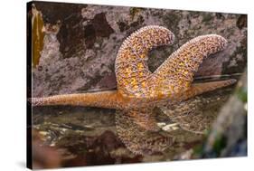 USA, Oregon, Bandon Beach. Close-up of sea star partially exposed by low tide.-Jaynes Gallery-Stretched Canvas