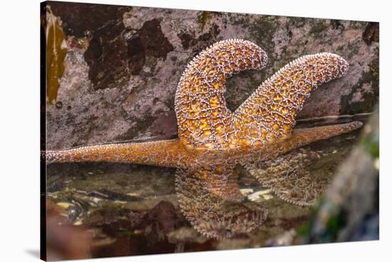 USA, Oregon, Bandon Beach. Close-up of sea star partially exposed by low tide.-Jaynes Gallery-Stretched Canvas