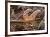 USA, Oregon, Bandon Beach. Close-up of sea star partially exposed by low tide.-Jaynes Gallery-Framed Photographic Print