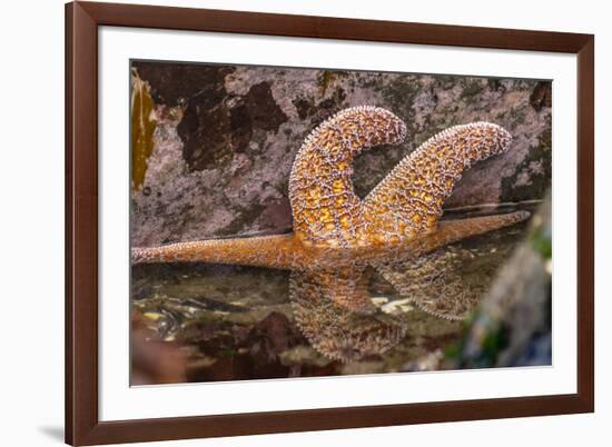 USA, Oregon, Bandon Beach. Close-up of sea star partially exposed by low tide.-Jaynes Gallery-Framed Photographic Print