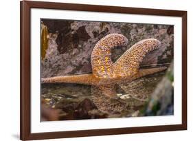 USA, Oregon, Bandon Beach. Close-up of sea star partially exposed by low tide.-Jaynes Gallery-Framed Photographic Print