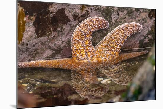 USA, Oregon, Bandon Beach. Close-up of sea star partially exposed by low tide.-Jaynes Gallery-Mounted Photographic Print